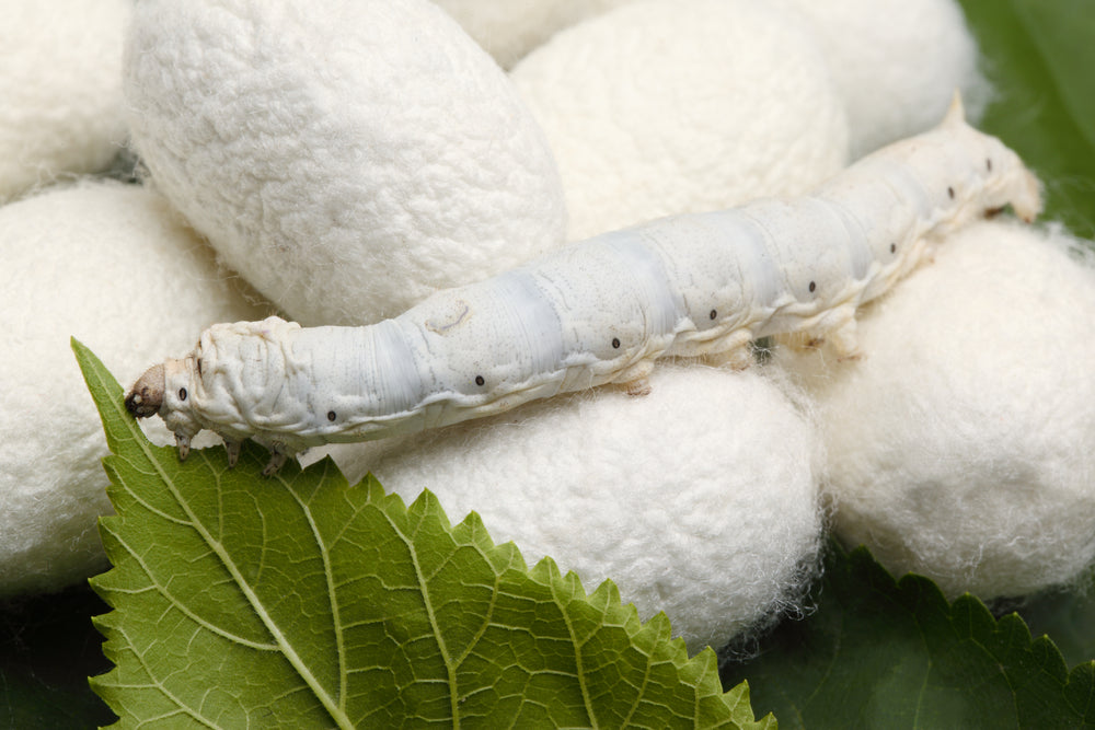 What is Silk? How is it cultivated?
